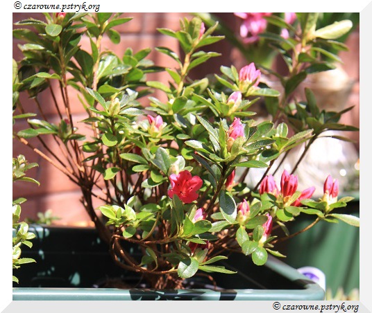 Azalia Japońska
