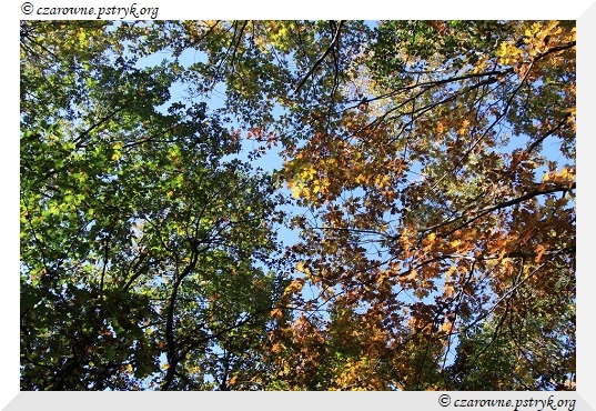 buczyna_uroczysko_002