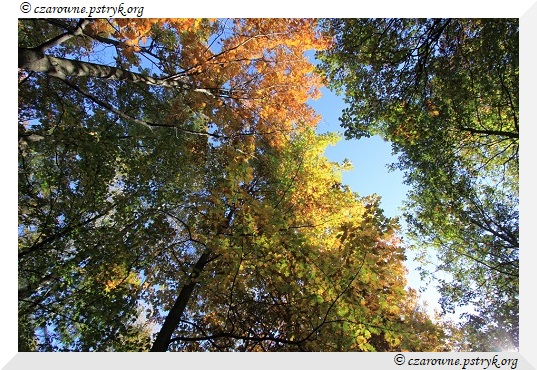 buczyna_uroczysko_003