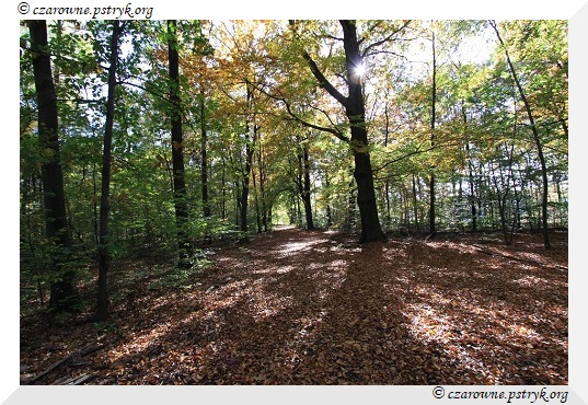 buczyna_uroczysko_004