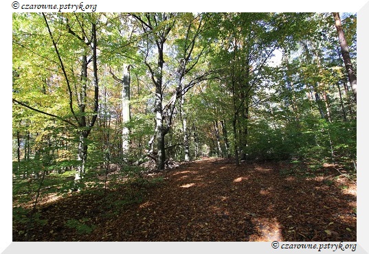 buczyna_uroczysko_006