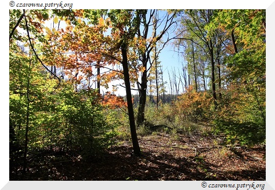 buczyna_uroczysko_007