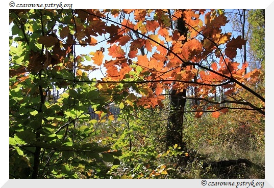 buczyna_uroczysko_008