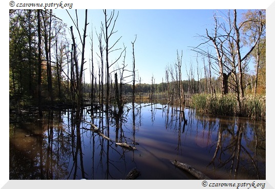 buczyna_uroczysko_009