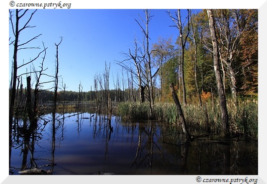 buczyna_uroczysko_010