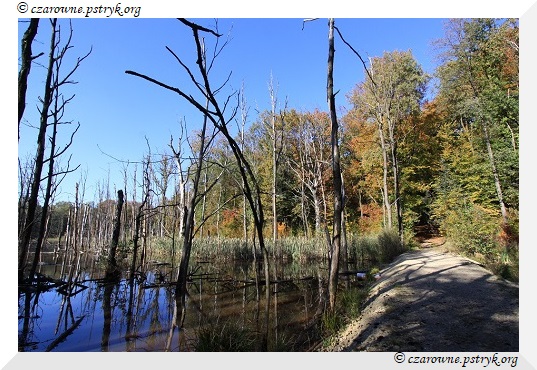 buczyna_uroczysko_011