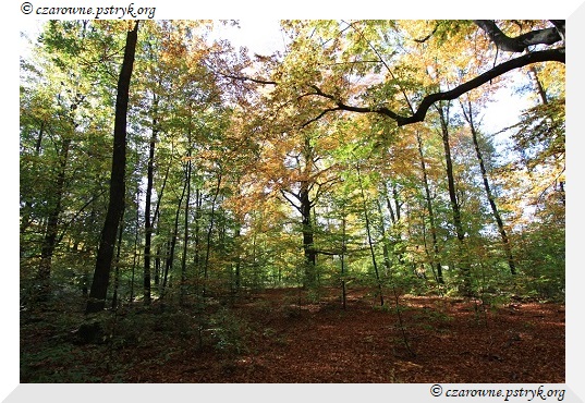 buczyna_uroczysko_012