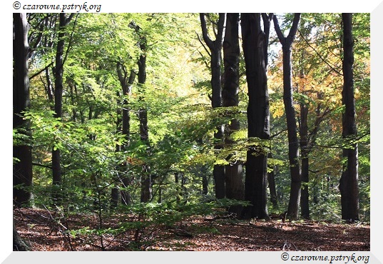 buczyna_uroczysko_015