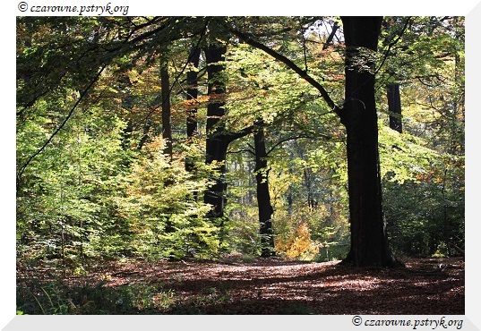 buczyna_uroczysko_016