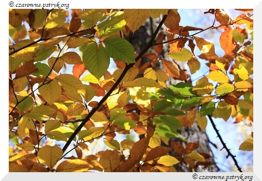 buczyna_uroczysko_018