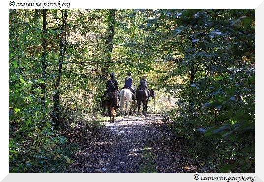 buczyna_uroczysko_019