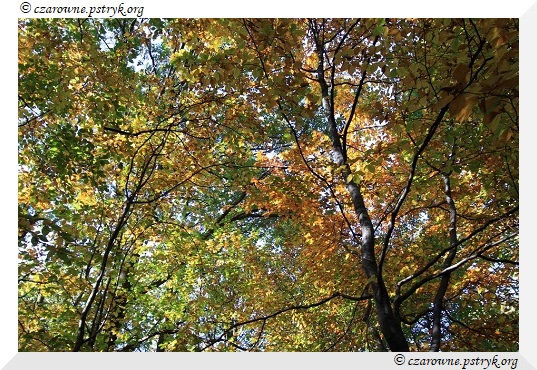 buczyna_uroczysko_021