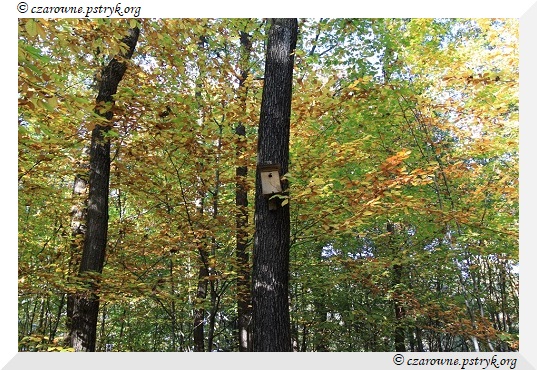 buczyna_uroczysko_022