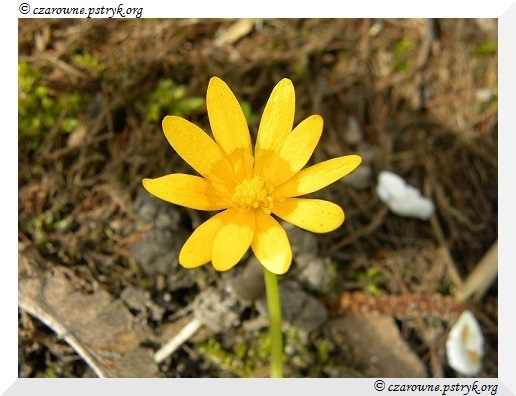 Wiosenny Spacer Leśnymi ścieżkami