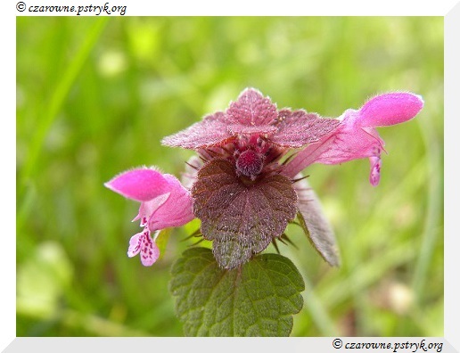Wiosenny Spacer Leśnymi ścieżkami