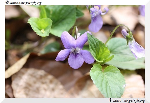 Wiosenny Spacer Leśnymi ścieżkami