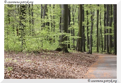 Wiosenny Spacer Leśnymi ścieżkami