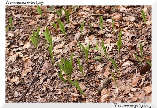 Wiosenny Spacer Leśnymi ścieżkami