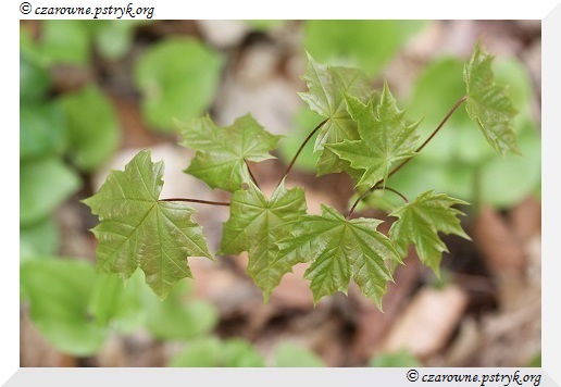 Wiosenny Spacer Leśnymi ścieżkami