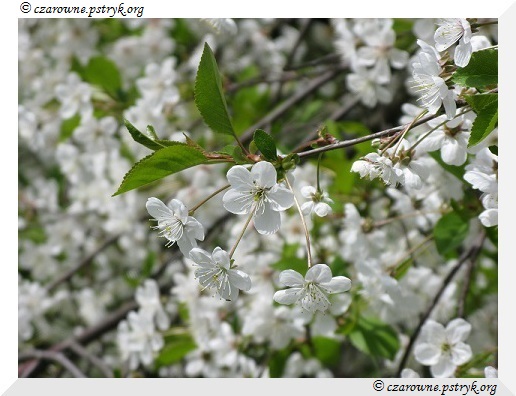 Wiosenny Spacer Leśnymi ścieżkami