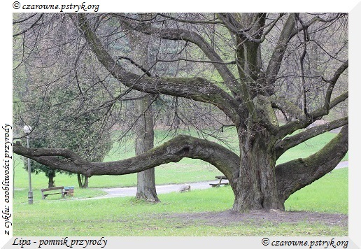 Wiosenny Spacer Leśnymi ścieżkami