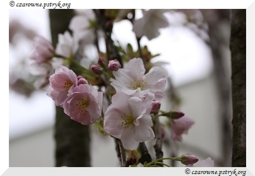 Wiosenny Spacer Leśnymi ścieżkami