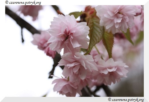 Wiosenny Spacer Leśnymi ścieżkami