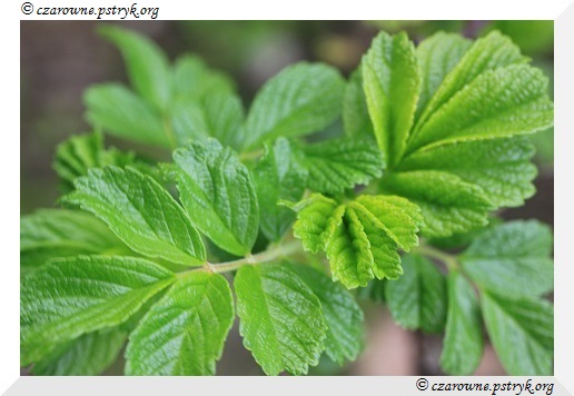 Wiosenny Spacer Leśnymi ścieżkami