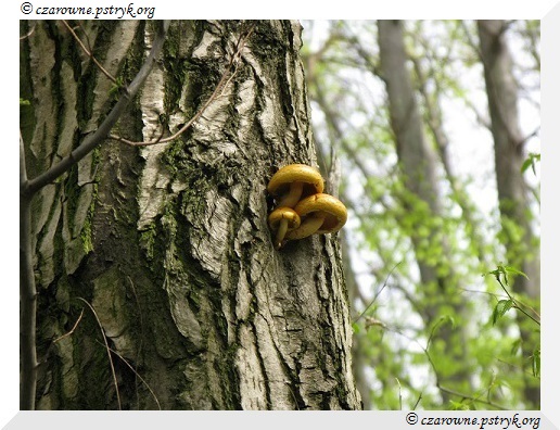 Wiosenny Spacer Leśnymi ścieżkami