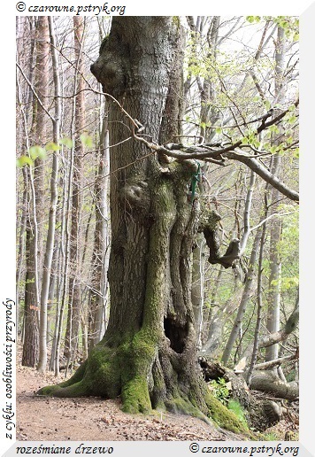 Wiosenny Spacer Leśnymi ścieżkami