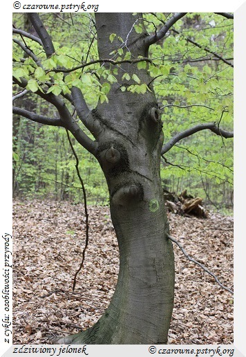 Wiosenny Spacer Leśnymi ścieżkami