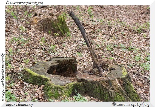 Wiosenny Spacer Leśnymi ścieżkami
