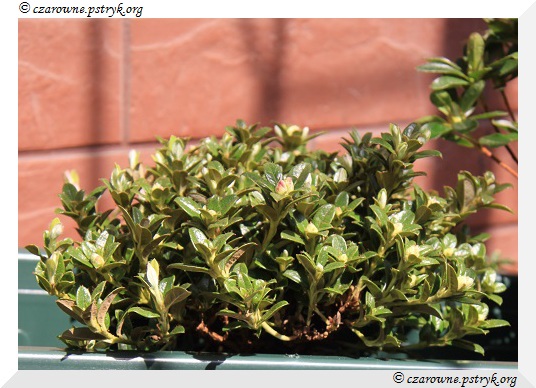 Rododendron Keletikum