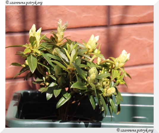 Rododendron Robert Seleger